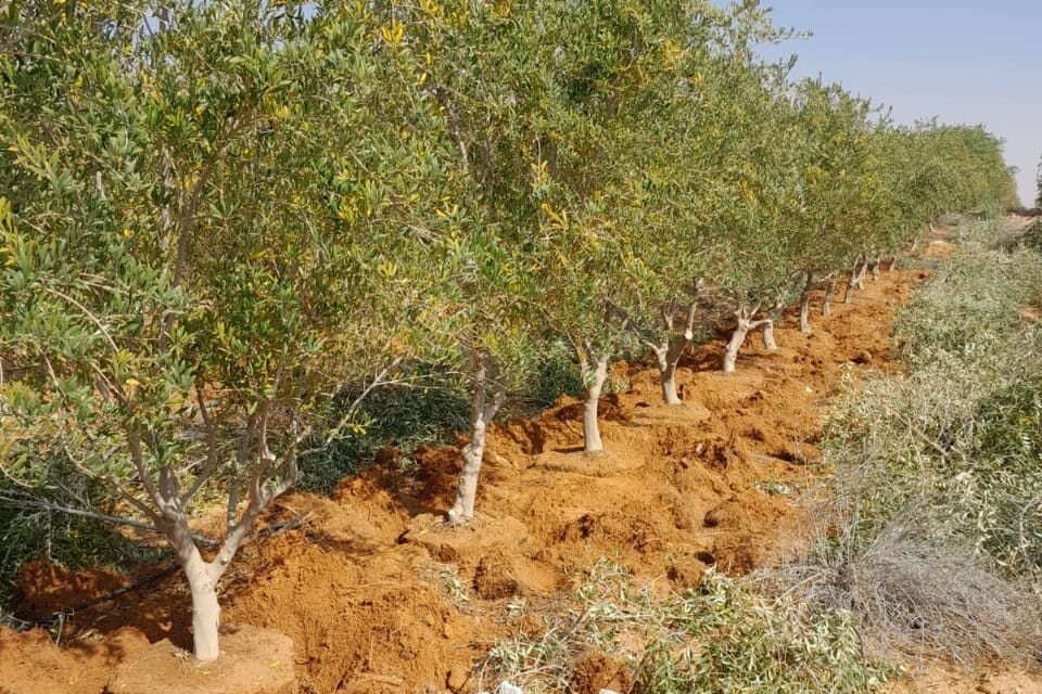 التشجير وتنسيق المواقع